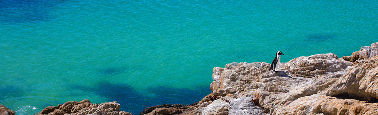 Penguin on the rocks next to the water in South Africa