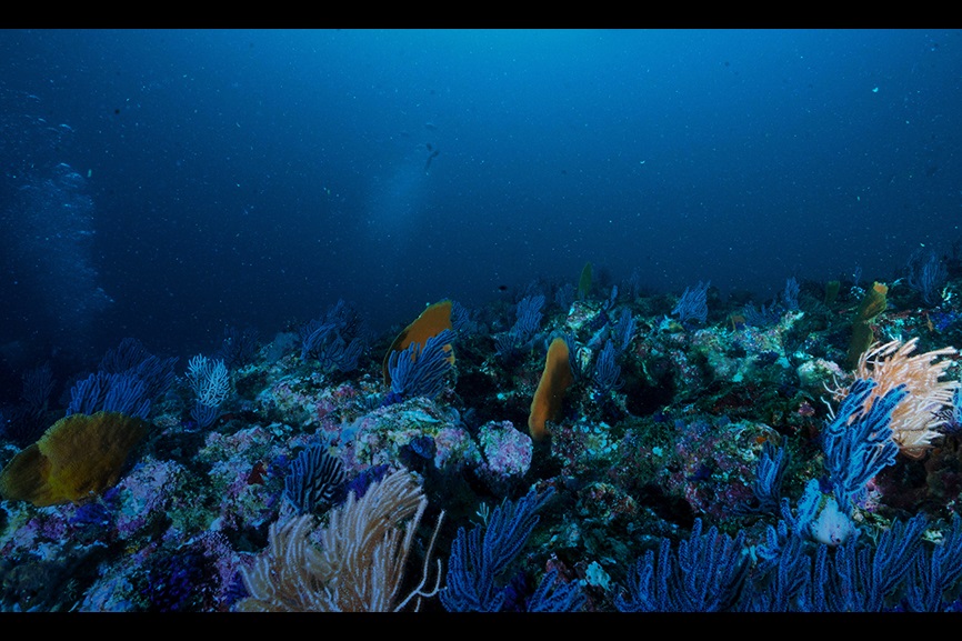 Underwater scene with coral and fish