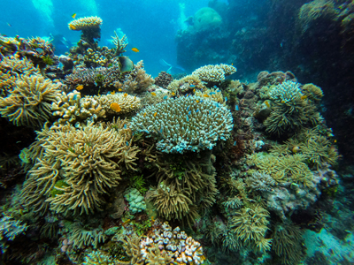 What’s Next for Corals?