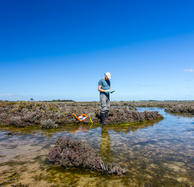 Scientist measuring environmental water quality parameters in a wetland.